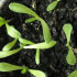 Armeria: výsadba sazenic, jak pěstovat ze semen, foto